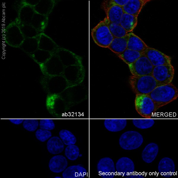 Immunocytochemistry/ Immunofluorescence - Anti-MAP2K1IP1 antibody [Y130] - BSA and Azide free (AB247237), expandable thumbnail