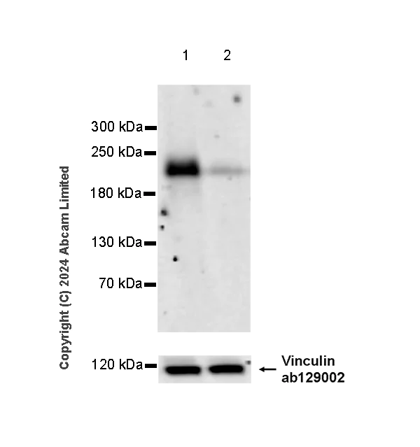 Western blot - Anti-MAP3K1 antibody [EPR26099-13] - BSA and Azide free (AB324764)