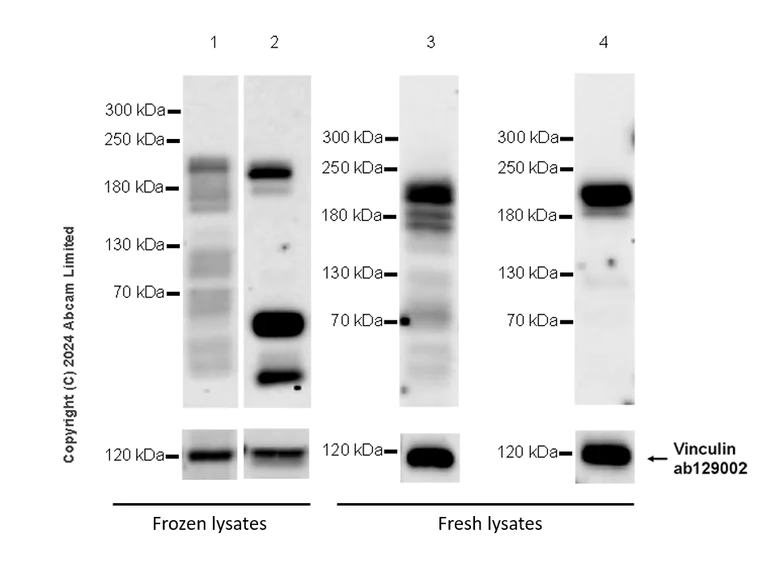Western blot - Anti-MAP3K1 antibody [EPR26099-13] - BSA and Azide free (AB324764)