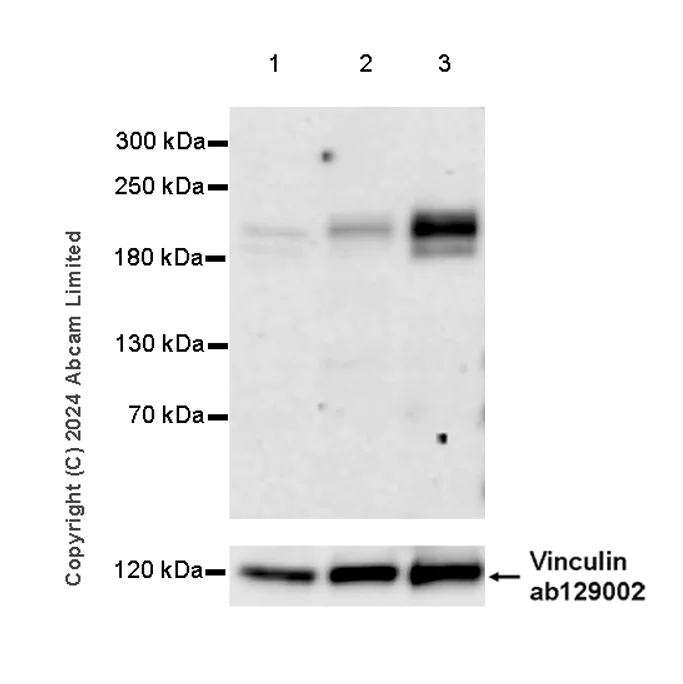 Western blot - Anti-MAP3K1 antibody [EPR26099-13] - BSA and Azide free (AB324764)