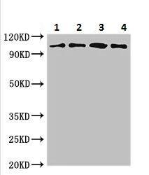 Western blot - Anti-MAP3K13 antibody (AB224628)