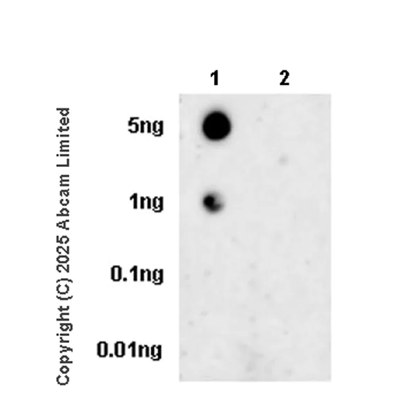 Dot Blot - Anti-MAP3K20 (phospho S7) antibody [EPR28256-30] (AB324636)