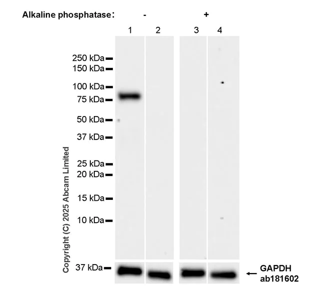Western blot - Anti-MAP3K20 (phospho S7) antibody [EPR28256-30] (AB324636)