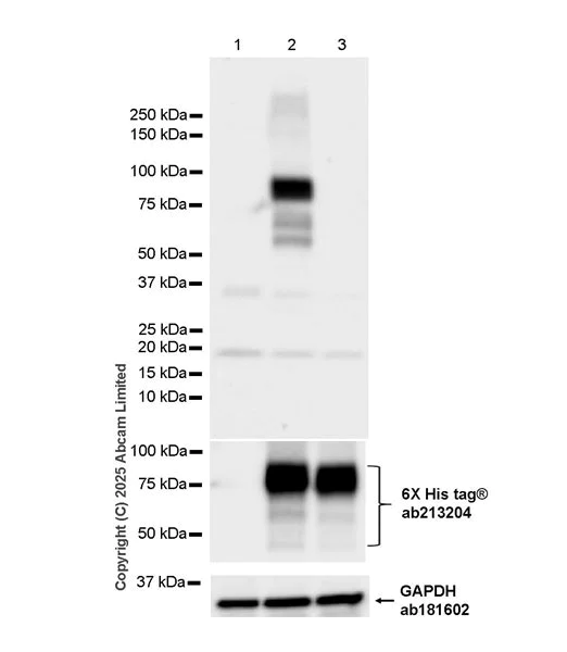 Western blot - Anti-MAP3K20 (phospho S7) antibody [EPR28256-30] (AB324636)