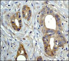 Immunohistochemistry (Formalin/PFA-fixed paraffin-embedded sections) - Anti-MAP3K4 antibody [EP551Y] - BSA and Azide free (AB239829)
