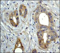 Immunohistochemistry (Formalin/PFA-fixed paraffin-embedded sections) - Anti-MAP3K4 antibody [EP551Y] - BSA and Azide free (AB239829)