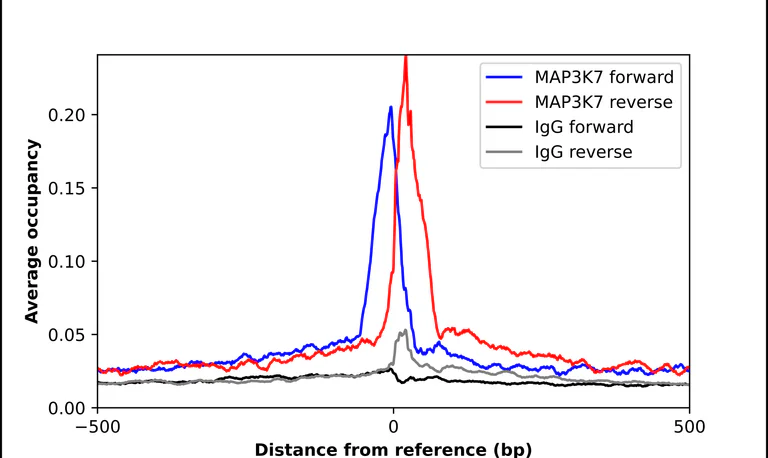 ChIP - Anti-MAP3K7 Antibody (AB327188)