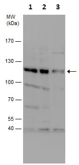 Western blot - Anti-MAP3K9 antibody (AB228752)