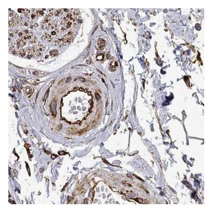 Immunohistochemistry (Formalin/PFA-fixed paraffin-embedded sections) - Anti-MAP4 antibody (AB224543)