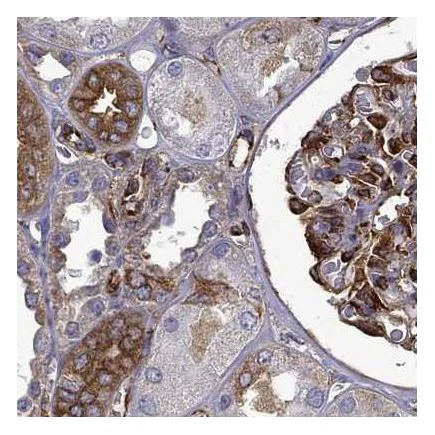 Immunohistochemistry (Formalin/PFA-fixed paraffin-embedded sections) - Anti-MAP4 antibody (AB224543)