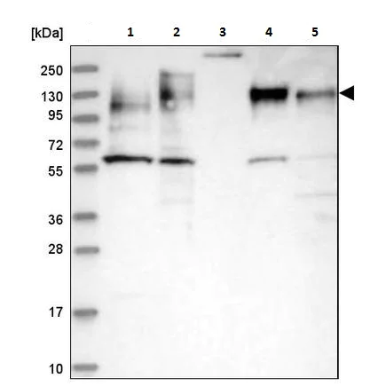 Western blot - Anti-MAP4 antibody (AB224543)