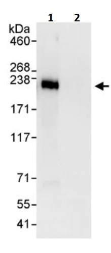 Immunoprecipitation - Anti-MAP4 antibody (AB245578)