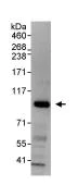 Immunoprecipitation - Anti-MAP4K1/HPK1 antibody (AB86043)