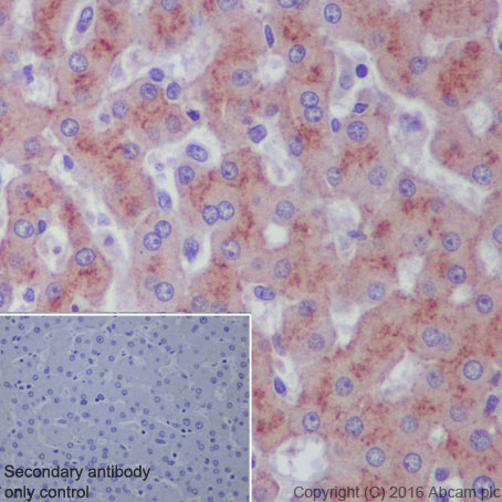 Immunohistochemistry (Formalin/PFA-fixed paraffin-embedded sections) - Anti-MAP4K1/HPK1 antibody [EP630Y] (AB33910)