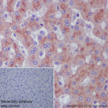 Immunohistochemistry (Formalin/PFA-fixed paraffin-embedded sections) - Anti-MAP4K1/HPK1 antibody [EP630Y] - BSA and Azide free (AB284676)