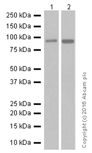 Western blot - Anti-MAP4K1/HPK1 antibody [EP630Y] - BSA and Azide free (AB284676)
