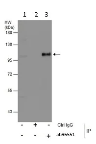 Immunoprecipitation - Anti-MAP4K5 antibody (AB96551)