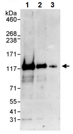 Western blot - Anti-MAP7 antibody (AB240695)