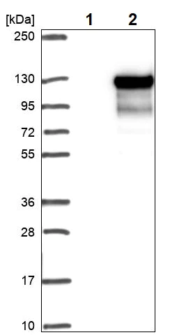 Western blot - Anti-MAP7 antibody (AB251799)