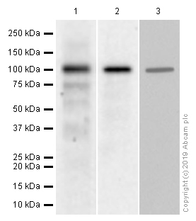 Western blot - Anti-MAPK6/ERK3 antibody [EP1720Y] (AB53277), expandable thumbnail