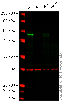Western blot - Anti-MAPK6/ERK3 antibody [EP1720Y] (AB53277), expandable thumbnail
