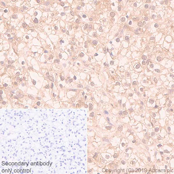 Immunohistochemistry (Formalin/PFA-fixed paraffin-embedded sections) - Anti-MAPK6/ERK3 antibody [EP1720Y] - BSA and Azide free (AB247348)