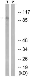 Western blot - Anti-MAPK6/ERK3 (phospho S189) antibody (AB74032)