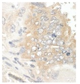 Immunohistochemistry (Formalin/PFA-fixed paraffin-embedded sections) - Anti-MAPRE1/EB1 antibody (AB117821), expandable thumbnail