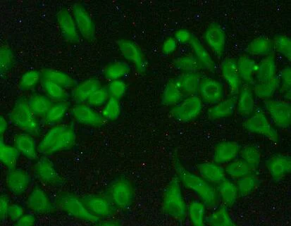 Immunocytochemistry/ Immunofluorescence - Anti-MAPRE1/EB1 antibody (AB232970)