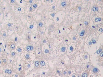 Immunohistochemistry (Formalin/PFA-fixed paraffin-embedded sections) - Anti-MAPRE1/EB1 antibody (AB232970), expandable thumbnail