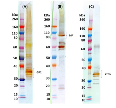 Western blot - Marburg-Musoke virus-like particles (MMARV VLP) (AB326317)
