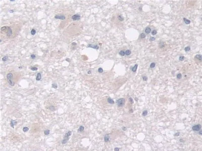 Immunohistochemistry (Formalin/PFA-fixed paraffin-embedded sections) - Anti-MARC1 antibody (AB233111)