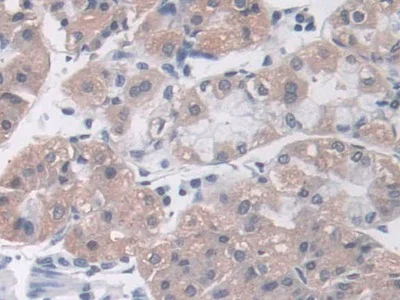 Immunohistochemistry (Formalin/PFA-fixed paraffin-embedded sections) - Anti-MARC1 antibody (AB233111)