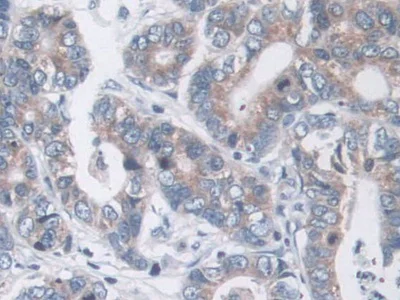 Immunohistochemistry (Formalin/PFA-fixed paraffin-embedded sections) - Anti-MARC1 antibody (AB233111)