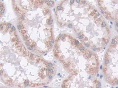 Immunohistochemistry (Formalin/PFA-fixed paraffin-embedded sections) - Anti-MARC1 antibody (AB233111)