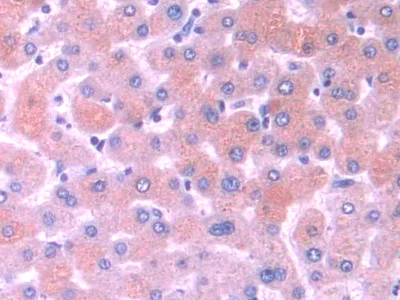 Immunohistochemistry (Formalin/PFA-fixed paraffin-embedded sections) - Anti-MARC1 antibody (AB233111)