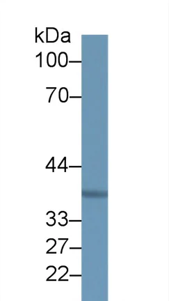 Western blot - Anti-MARC1 antibody (AB233111)