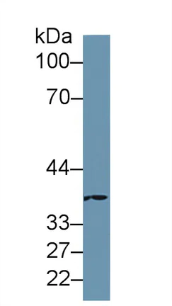 Western blot - Anti-MARC1 antibody (AB233111)