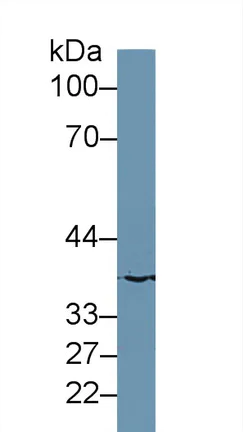 Western blot - Anti-MARC1 antibody (AB233111)