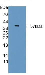 Western blot - Anti-MARC1 antibody (AB233111)