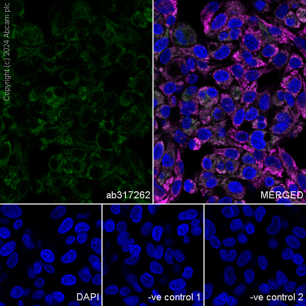 Immunocytochemistry/ Immunofluorescence - Anti-MARC1 antibody [EPR28272-93] - BSA and Azide free (ab317263), expandable thumbnail