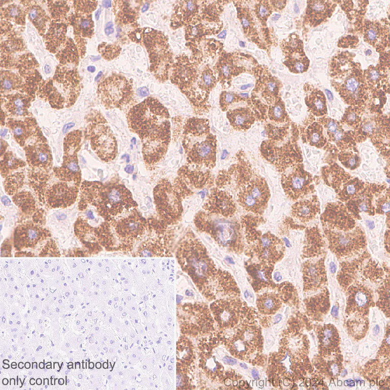 Immunohistochemistry (Formalin/PFA-fixed paraffin-embedded sections) - Anti-MARC1 antibody [EPR28272-93] - BSA and Azide free (AB317263)