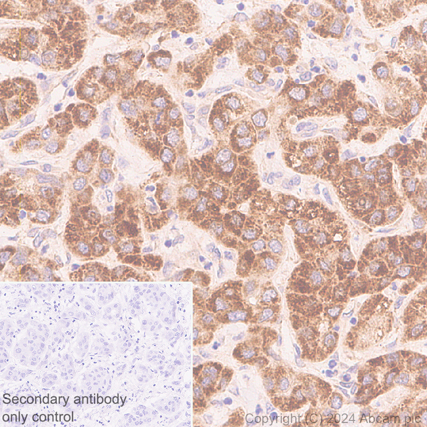 Immunohistochemistry (Formalin/PFA-fixed paraffin-embedded sections) - Anti-MARC1 antibody [EPR28272-93] - BSA and Azide free (ab317263), expandable thumbnail