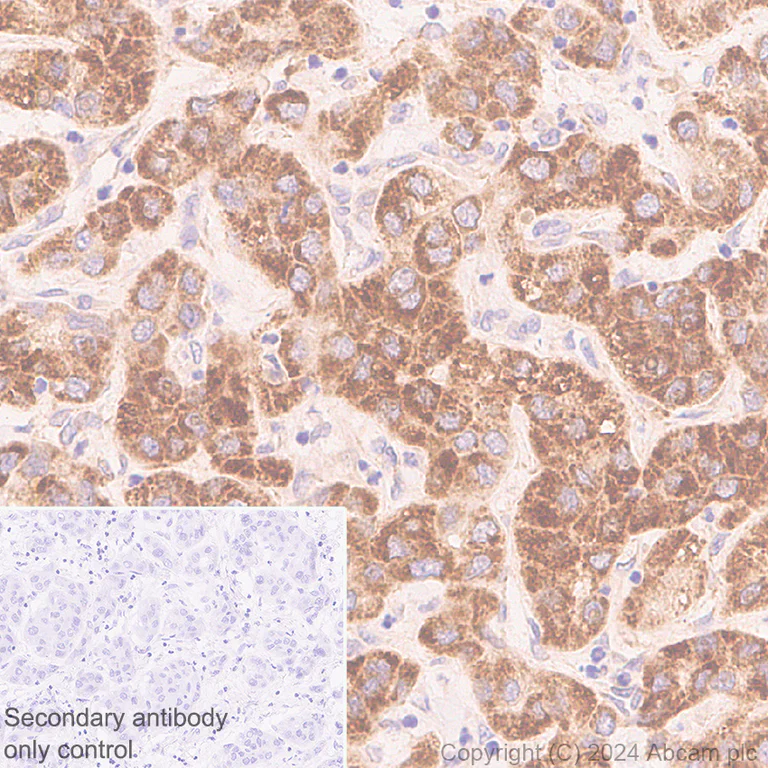 Immunohistochemistry (Formalin/PFA-fixed paraffin-embedded sections) - Anti-MARC1 antibody [EPR28272-93] - BSA and Azide free (AB317263)
