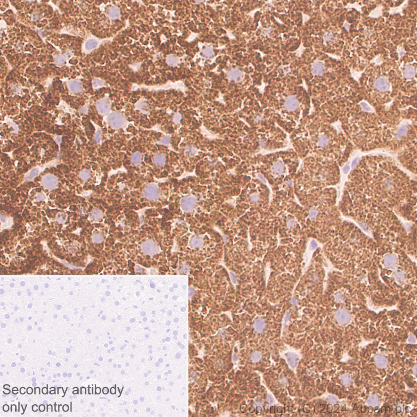 Immunohistochemistry (Formalin/PFA-fixed paraffin-embedded sections) - Anti-MARC1 antibody [EPR28272-93] - BSA and Azide free (ab317263), expandable thumbnail