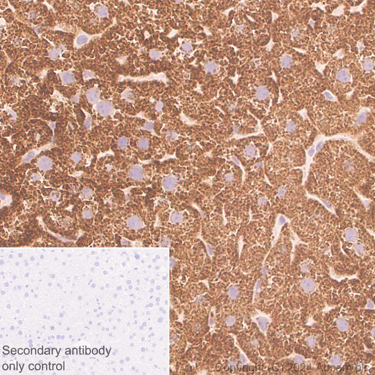 Immunohistochemistry (Formalin/PFA-fixed paraffin-embedded sections) - Anti-MARC1 antibody [EPR28272-93] - BSA and Azide free (AB317263)