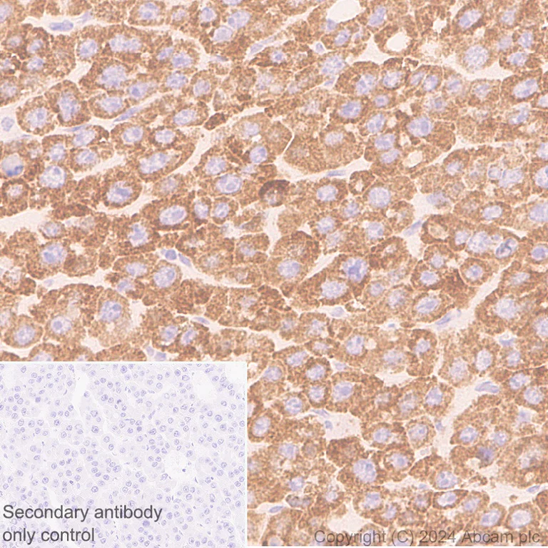 Immunohistochemistry (Formalin/PFA-fixed paraffin-embedded sections) - Anti-MARC1 antibody [EPR28272-93] - BSA and Azide free (AB317263)