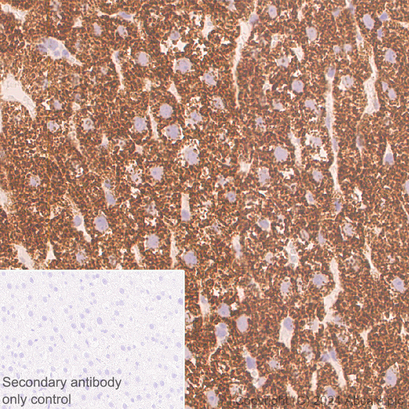 Immunohistochemistry (Formalin/PFA-fixed paraffin-embedded sections) - Anti-MARC1 antibody [EPR28272-93] - BSA and Azide free (ab317263), expandable thumbnail