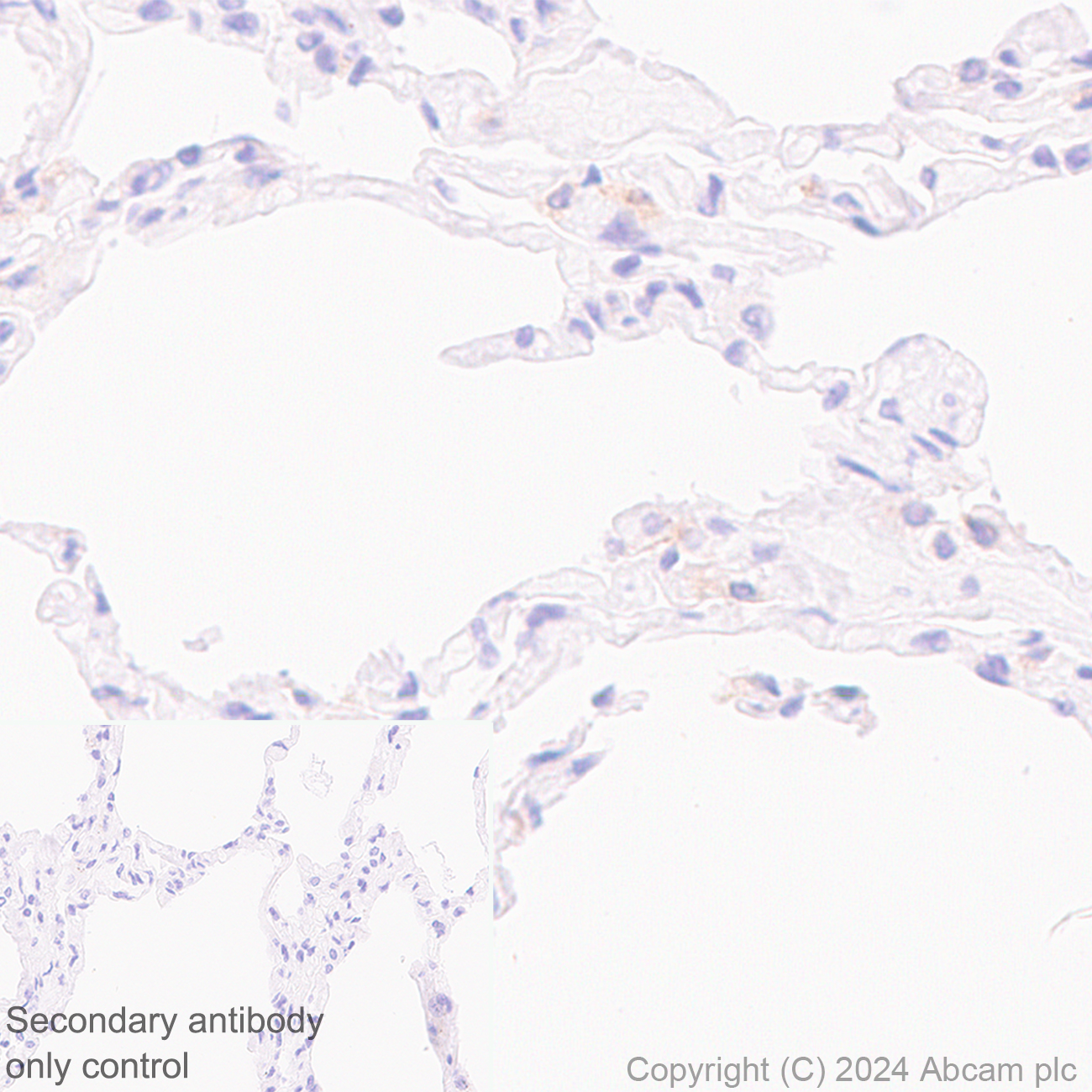 Immunohistochemistry (Formalin/PFA-fixed paraffin-embedded sections) - Anti-MARC1 antibody [EPR28272-93] - BSA and Azide free (ab317263), expandable thumbnail