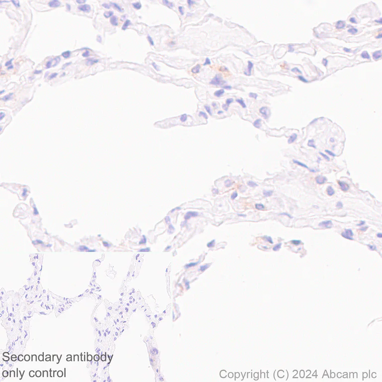 Immunohistochemistry (Formalin/PFA-fixed paraffin-embedded sections) - Anti-MARC1 antibody [EPR28272-93] - BSA and Azide free (AB317263)